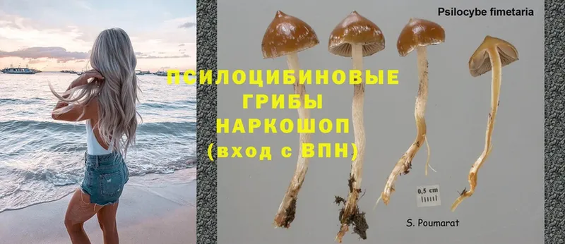 закладка  Кувшиново  omg tor  Галлюциногенные грибы Psilocybe 